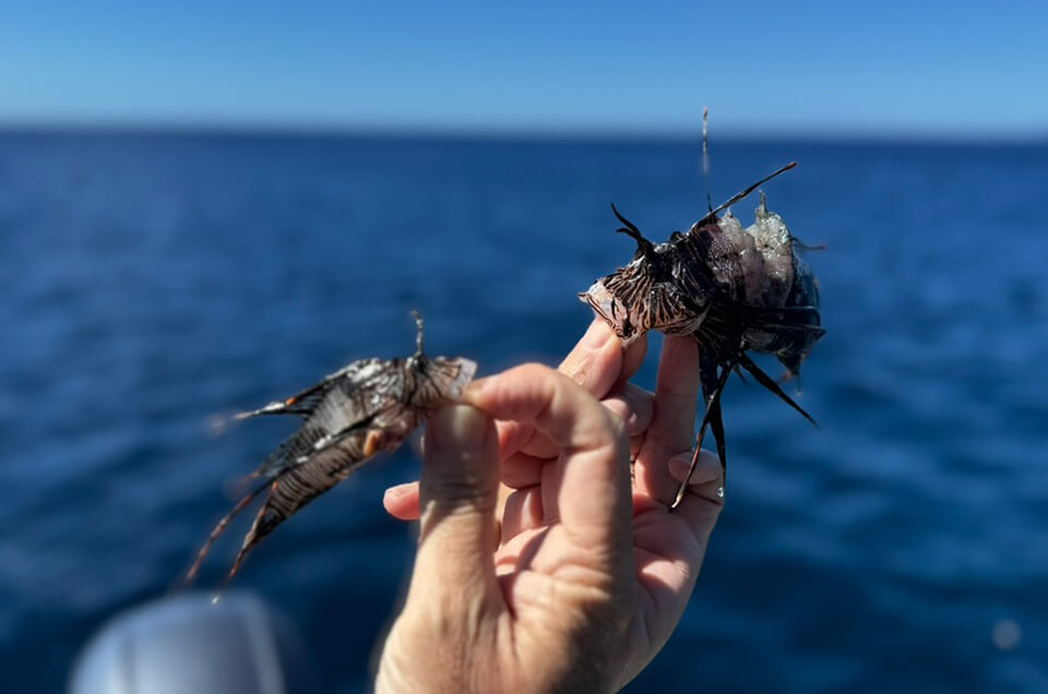 Hand holding 2 very tiny lionfish