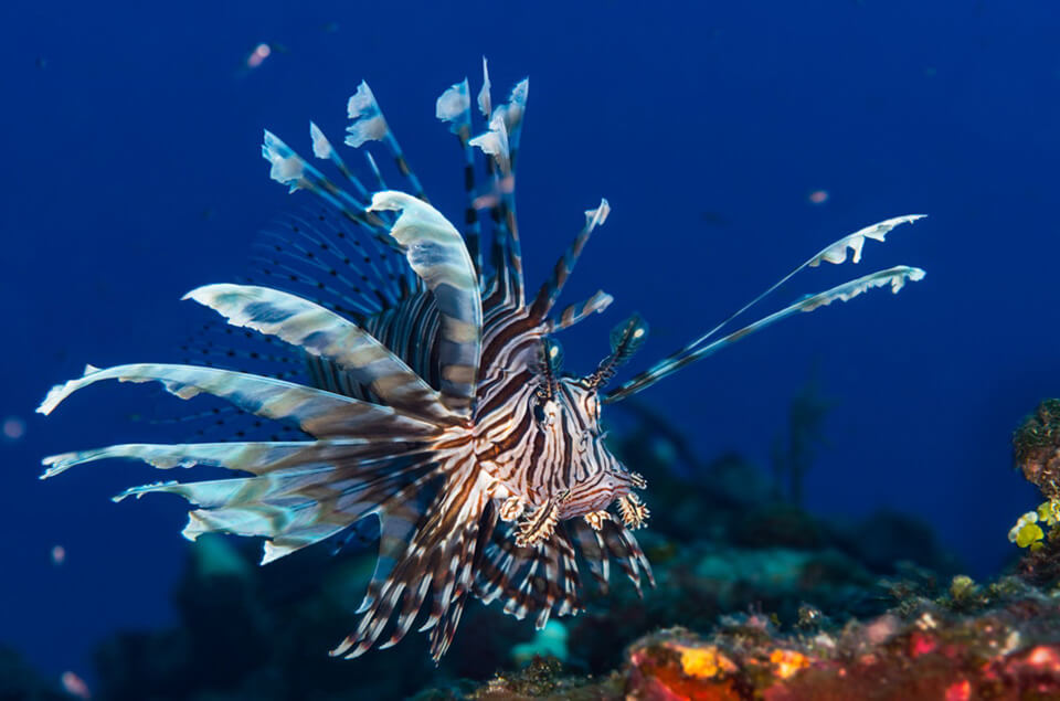 A lionfish in its full display -- the iconic venomous spines that make this species both beautiful and dangerous on Caribbean reefs.