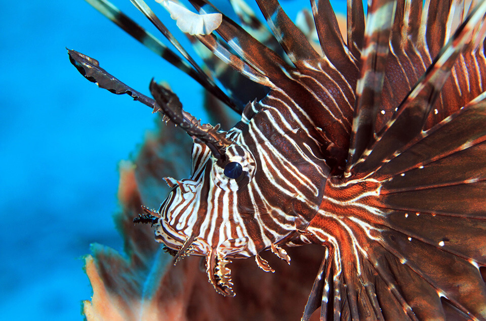 Closeup of lionfish on reef